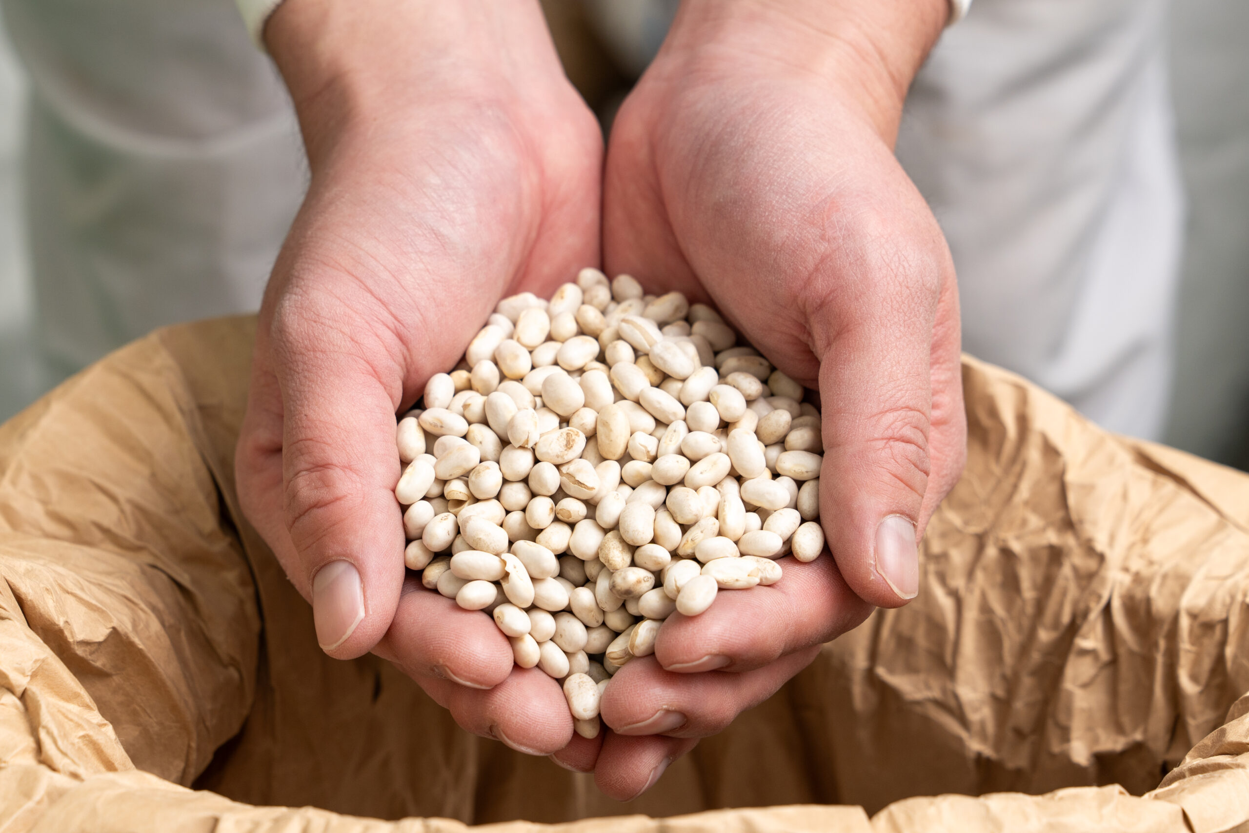 希少な国産大手亡